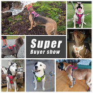 Dog Harness And Retractable Leash Set