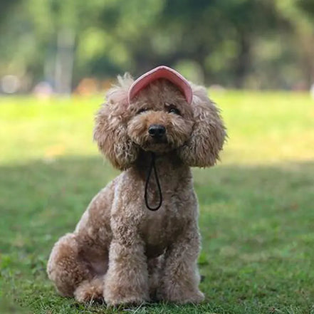 Pets Hat