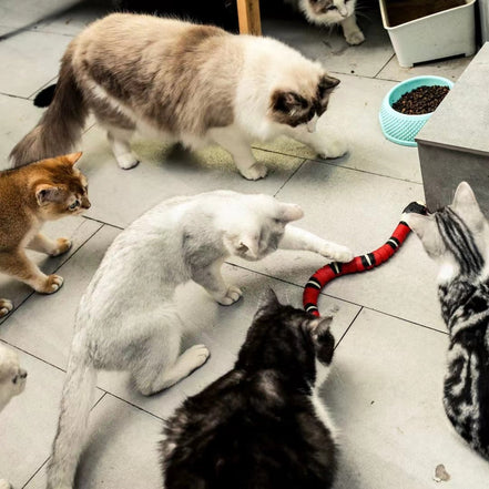 USB Charging Accessory For Pet Dogs
