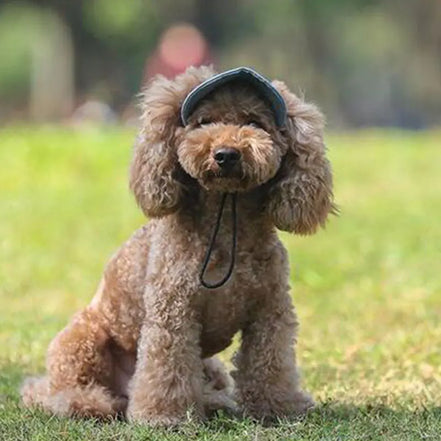 Pets Hat